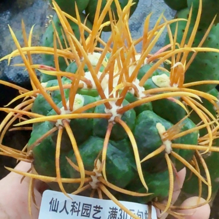 福利苗接高木菲冠龙861