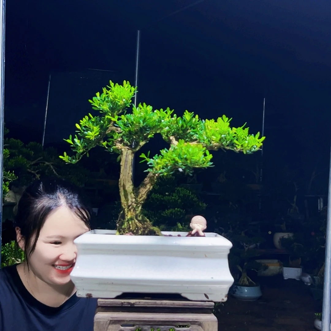 无花朵黄杨木