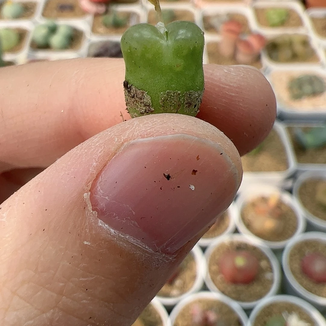 【闪购商品】337 雪茄