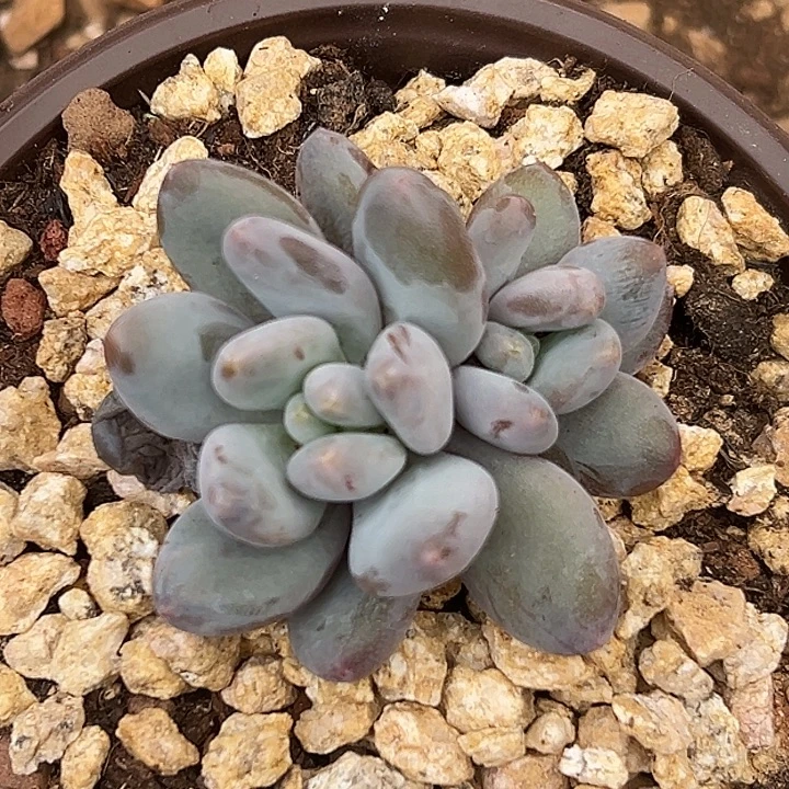 X系列美人特价多肉