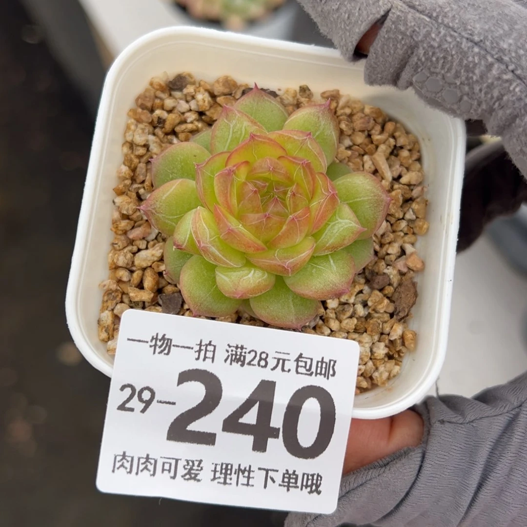 珍翡多肉多肉多肉多肉