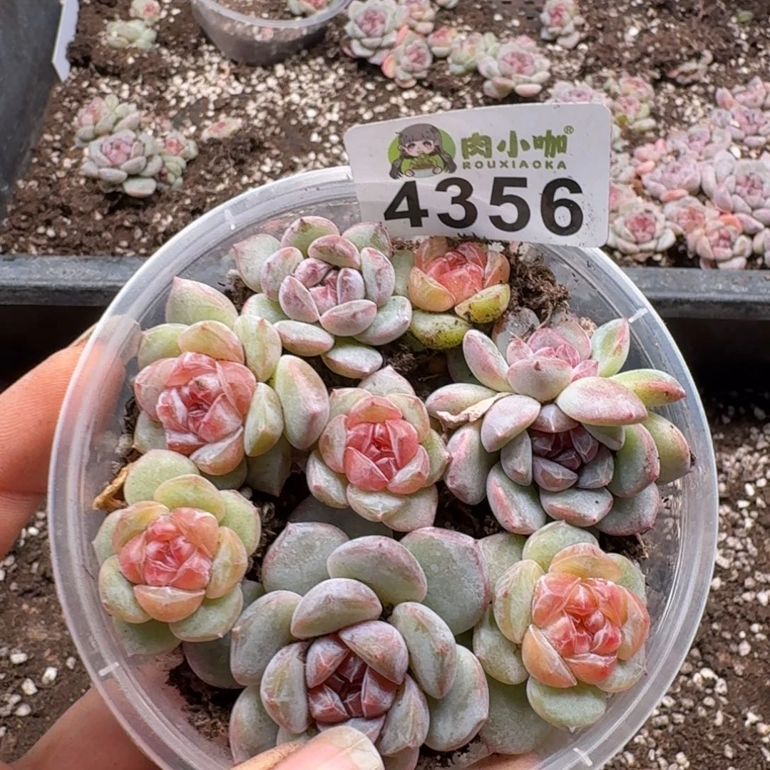 多肉植物多肉植物