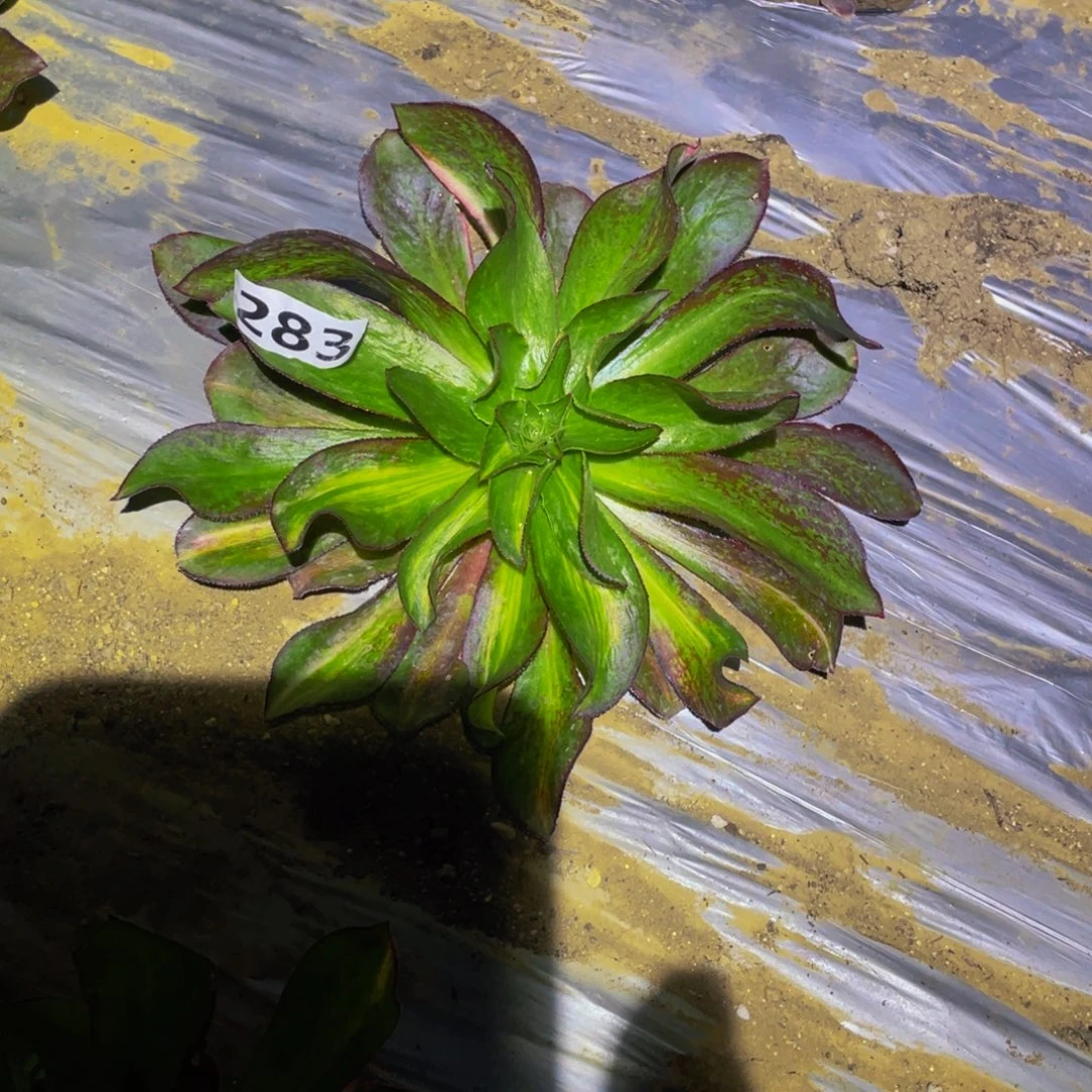 283魅影中班七彩多肉植物
