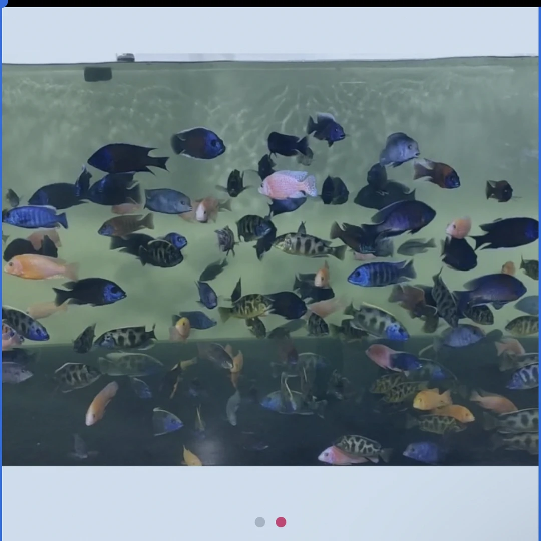 三湖慈鲷热带淡水观赏鱼，皮实耐活好养，更适合新人入手