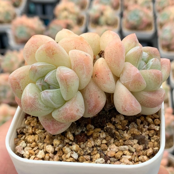 奶油冰玉多肉绿植多肉盆栽多肉植物多肉冰玉网红