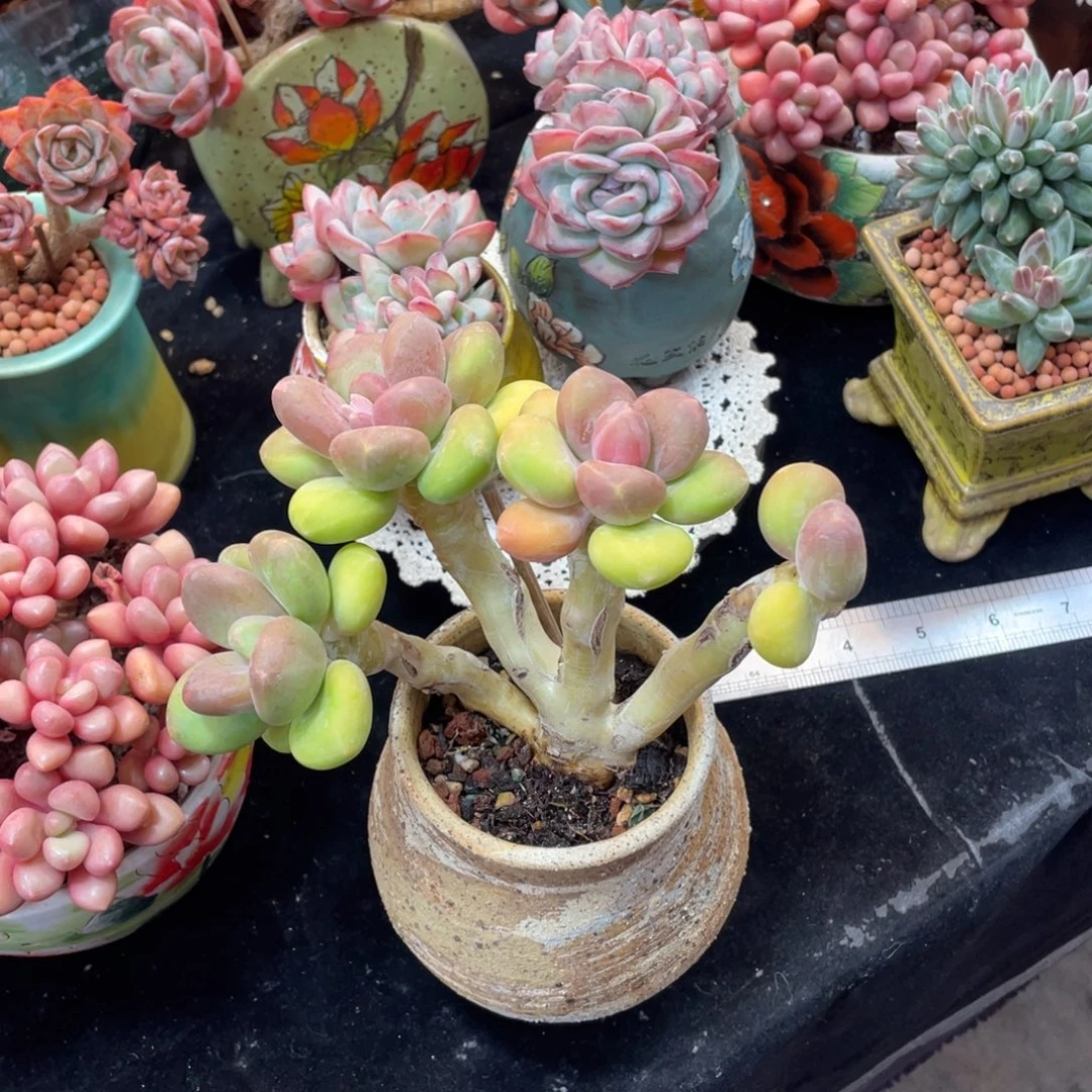 木***易6678888888899997788