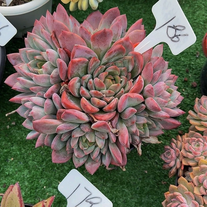 1***6丽娟花卉新品手捧