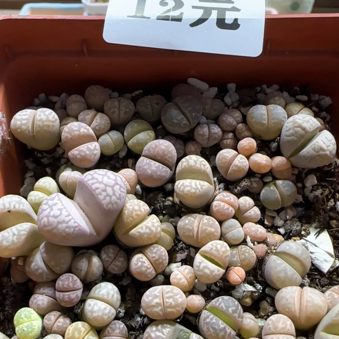 3。3。  生石花。混。 量贩不挑随机发。 可带盆土