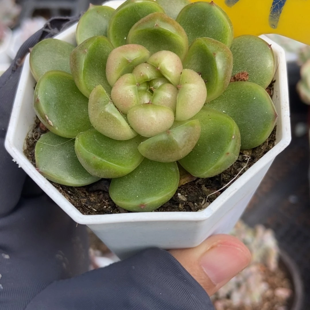 834莱拉珍妮多肉植物