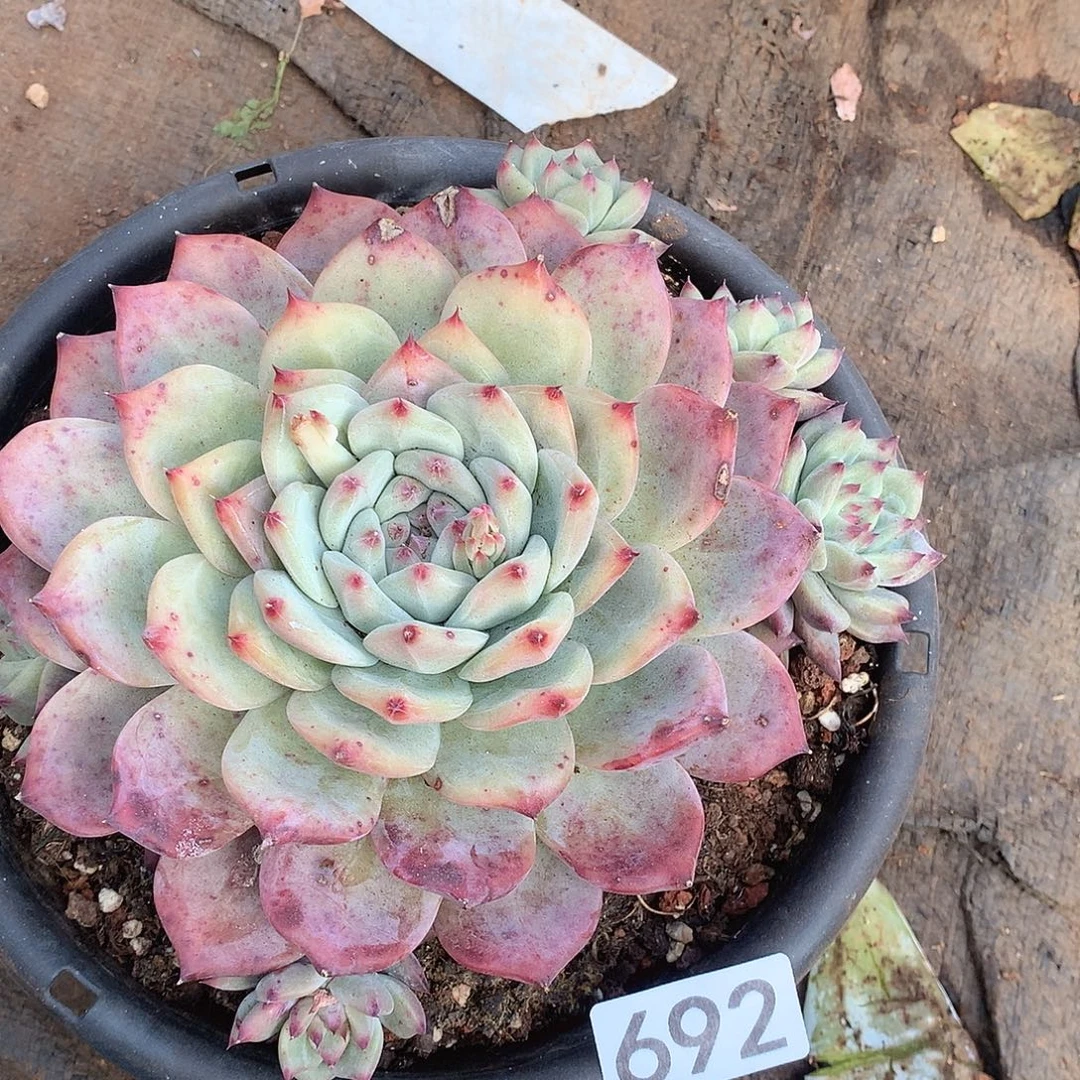 692卡罗拉一物一拍多肉