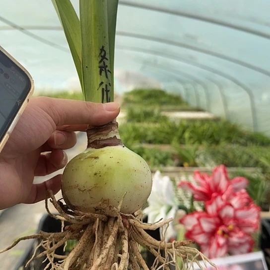 条纹戴斯7-7.5厘米