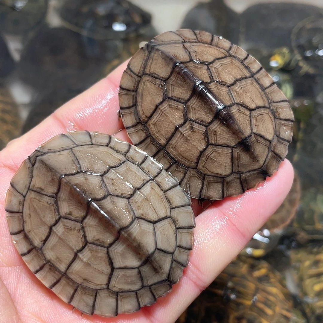 宠物龟不分公母2石