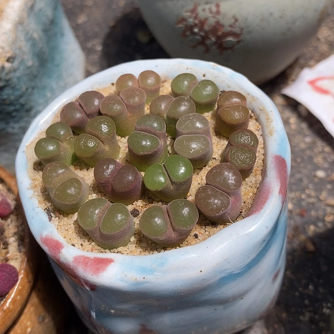 粉磁铁风铃一颗。