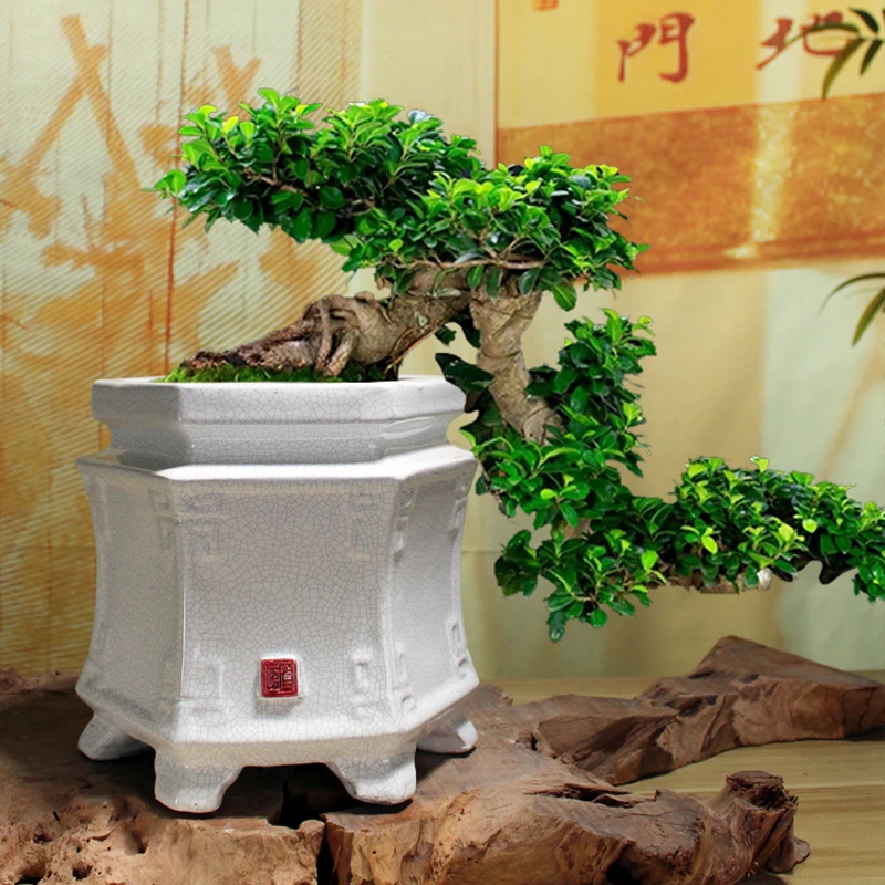 简约陶瓷冰裂花盆六角形三角梅老桩提根悬崖造型盆景