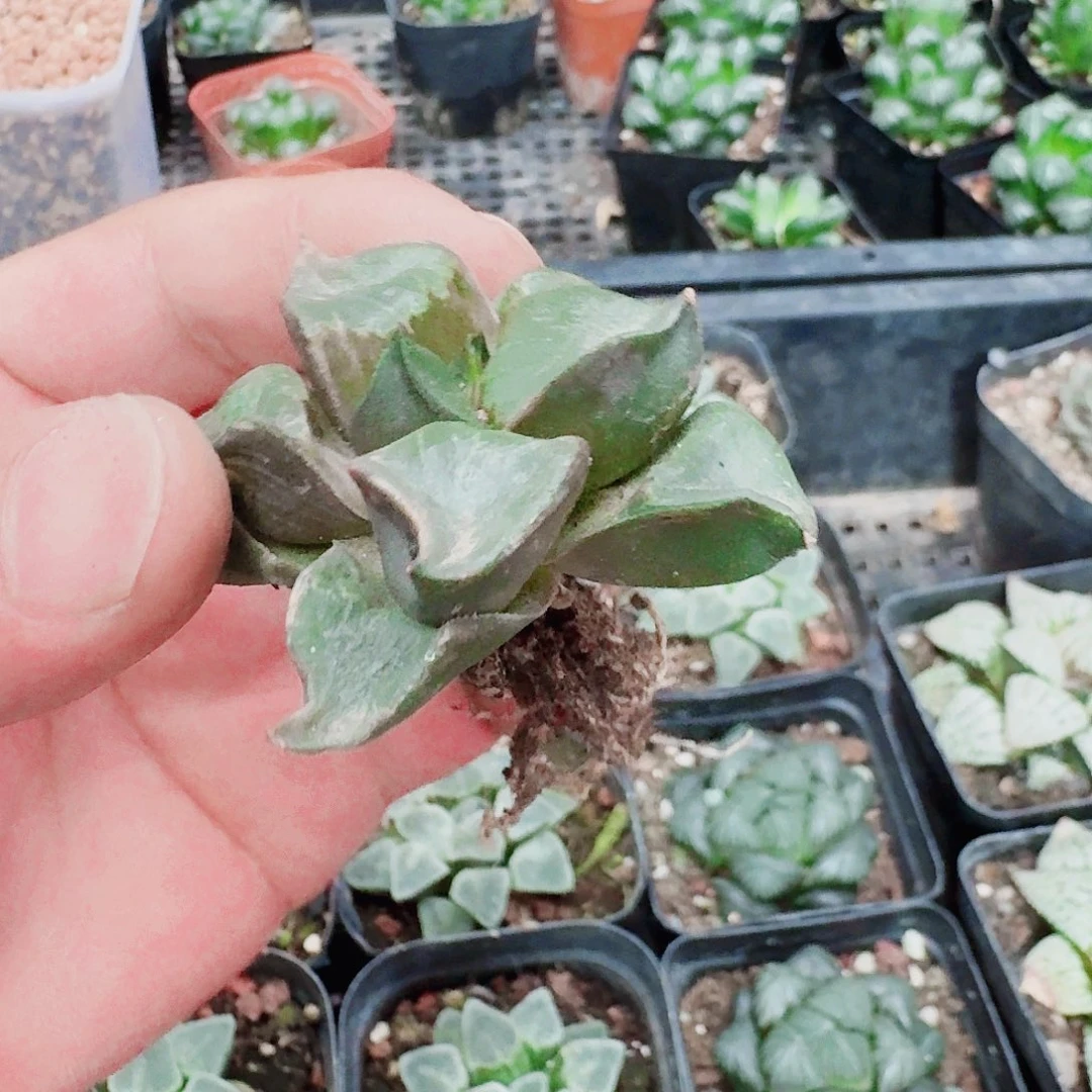 十二卷福利活动裸根