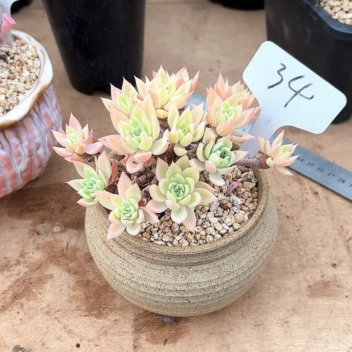 多肉植物，三色景34号