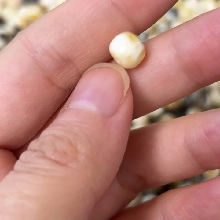 蜜蜡未镶嵌裸石7.9mm一个