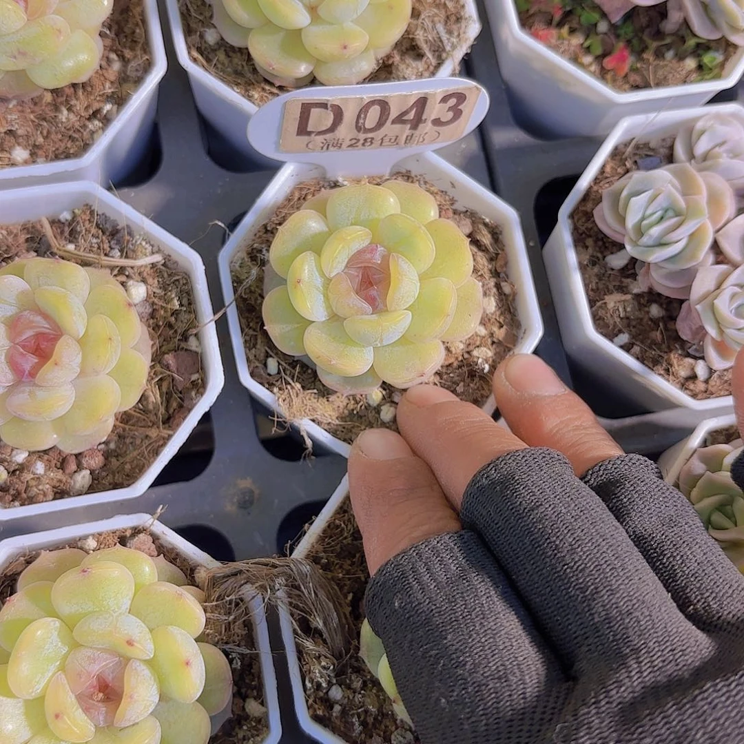 D043彩恋一物一拍