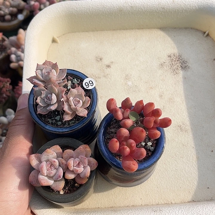 忍***冬一物一拍原盆原土