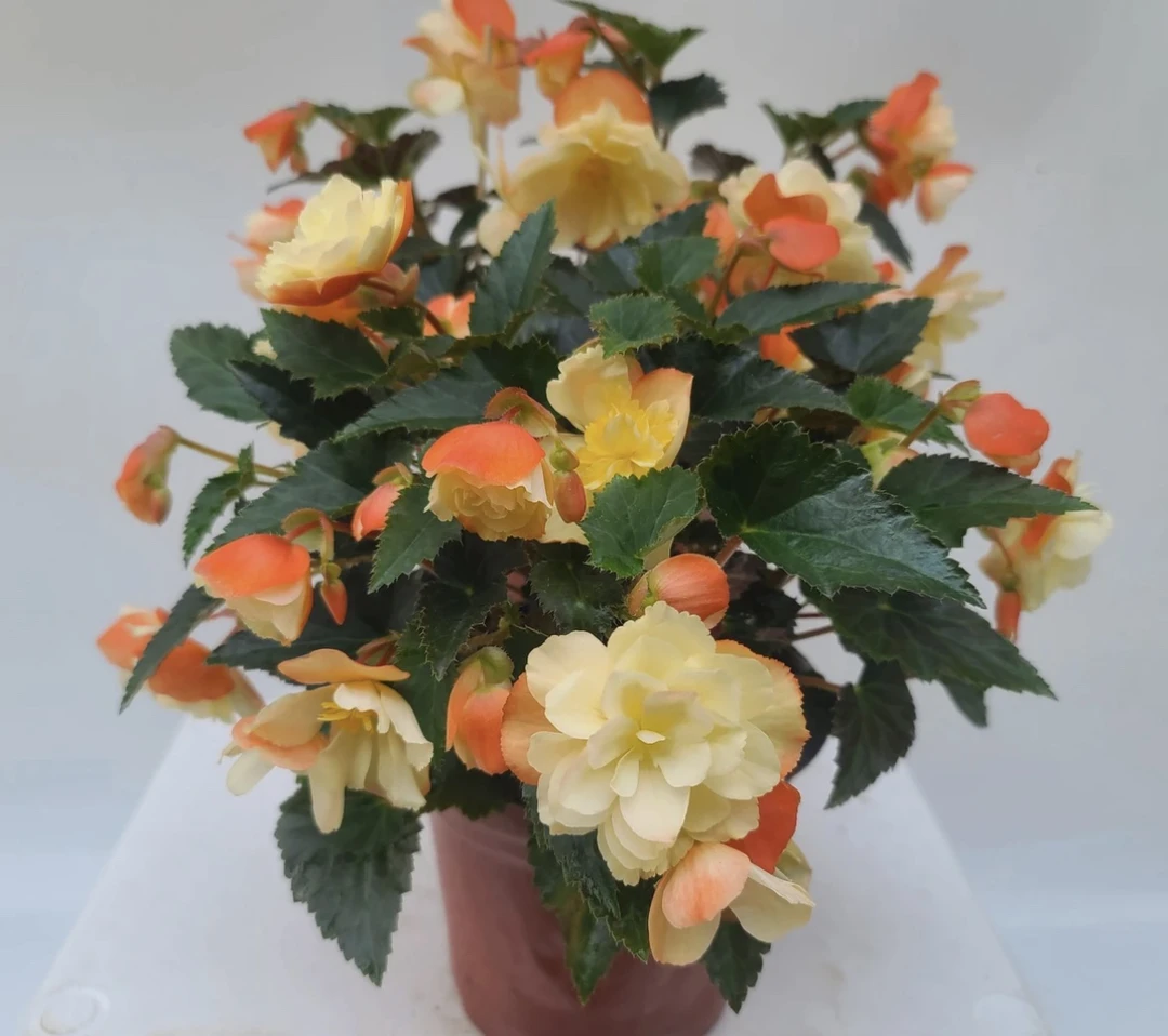 浓香白桃180母本