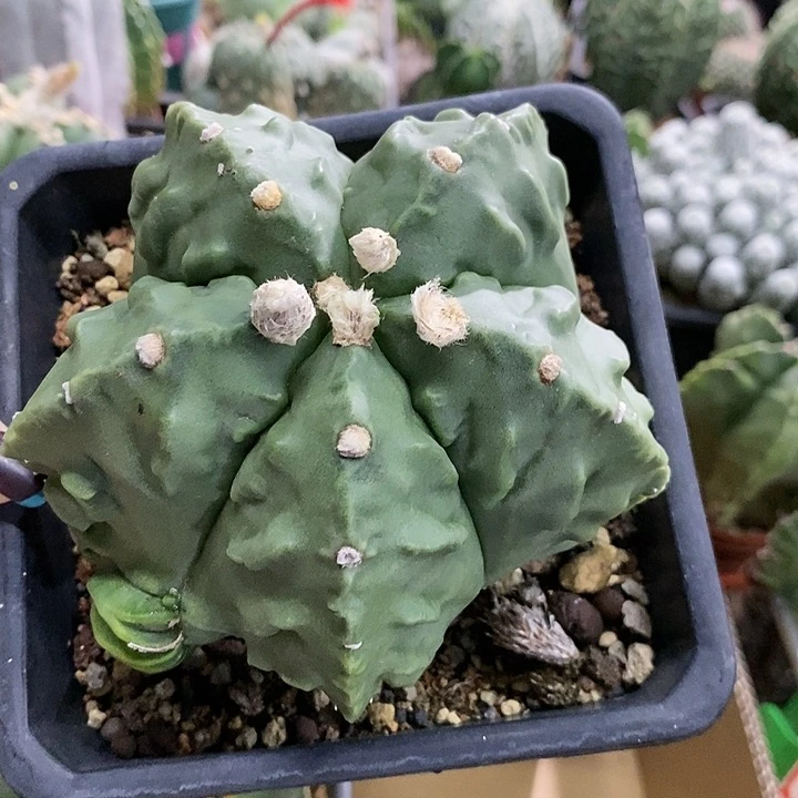 随**士花花草草花花草草