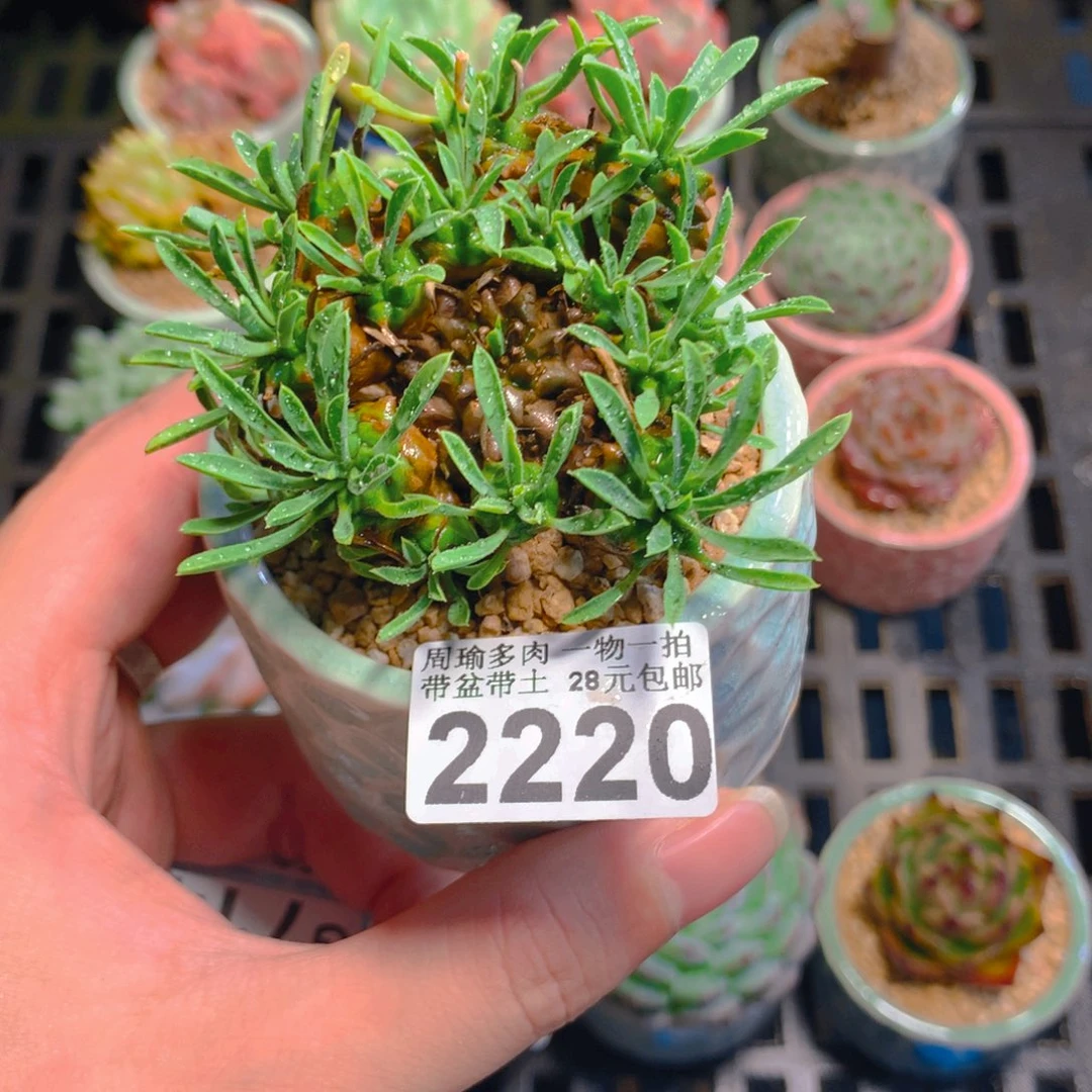 5厘米盆精控多肉2220