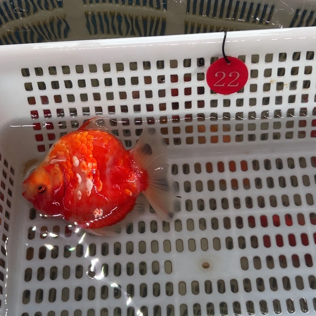 天***厂金鱼你好吗我好想你