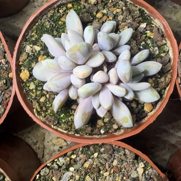 橙龙 群生 一物一拍