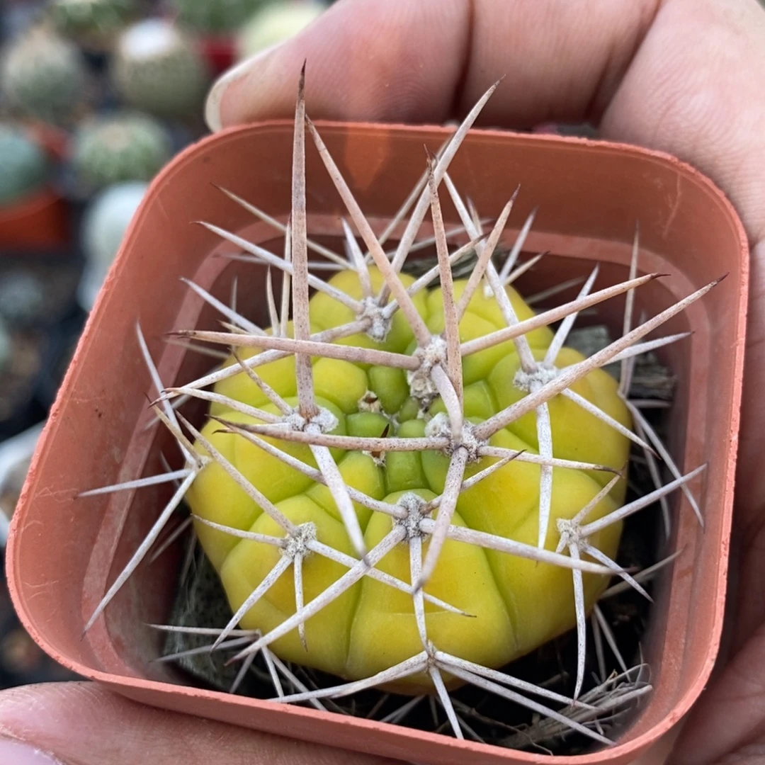 植播园艺控养勇将丸