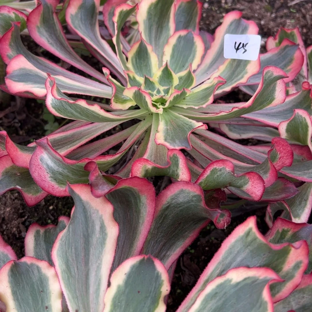 45魅影多肉植物系？