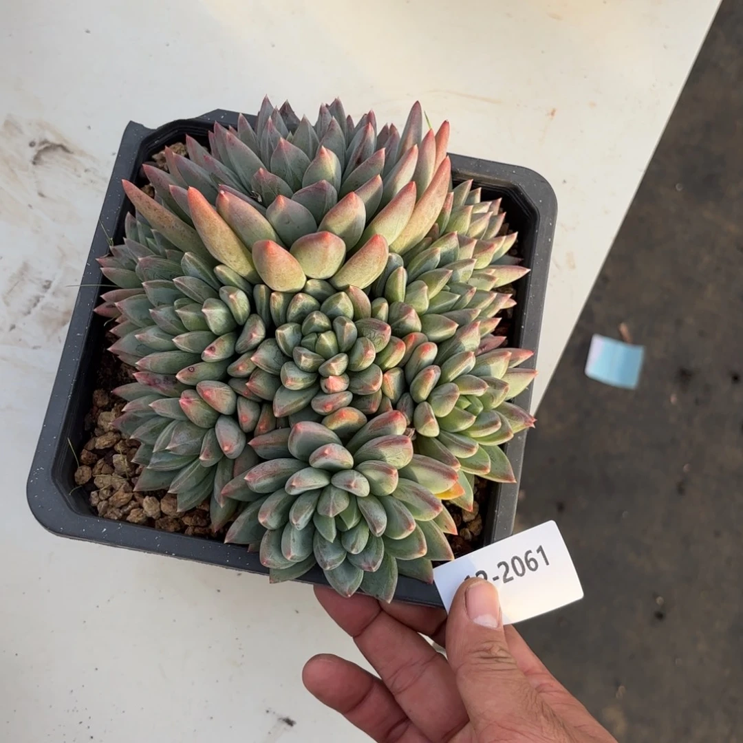 2061红蛋美人多肉植物