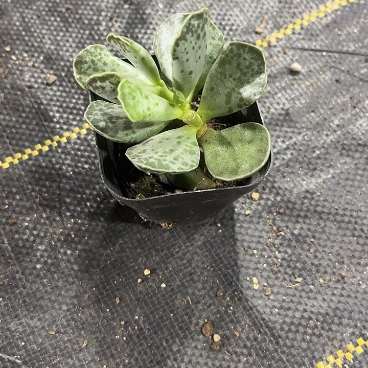 天紧张水泡带盆土发