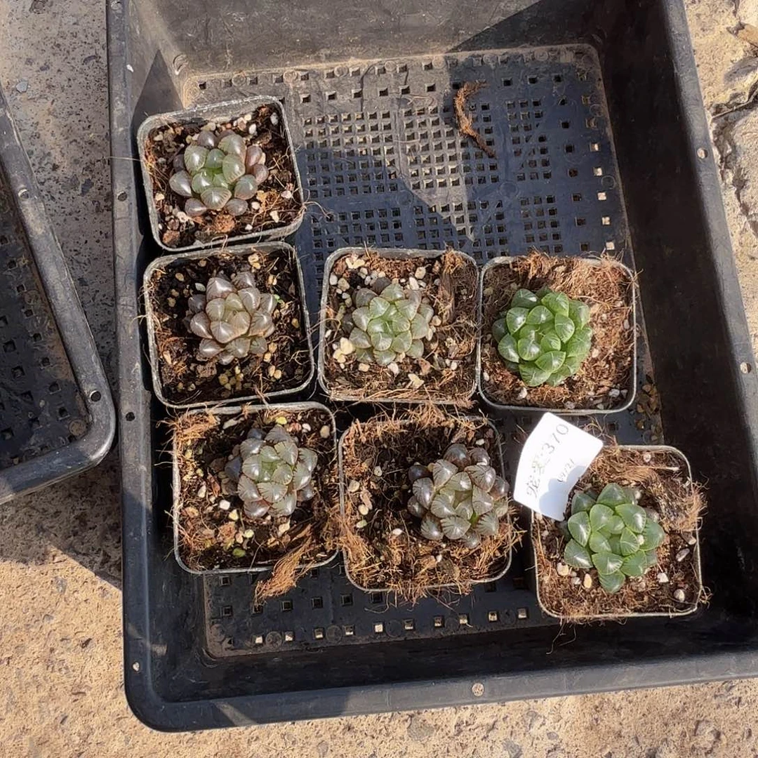 直播福利一物一拍370