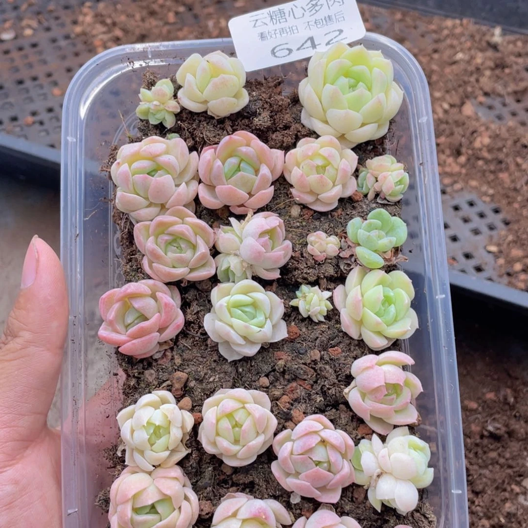 云糖心多肉植物642