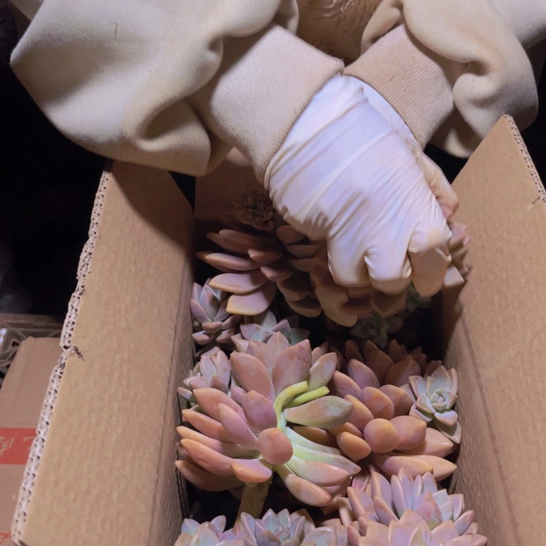 淡雪断枝A啊啊啊啊啊啊啊啊