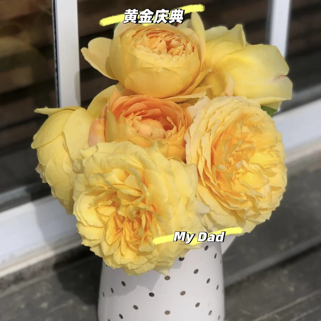 【1.5米高 黄金庆典】藤本月季蔷薇花爬藤庭院大花阳台花卉盆栽