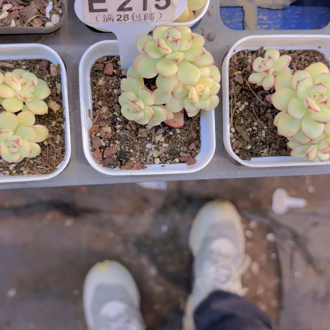 E215探戈锦一物一拍