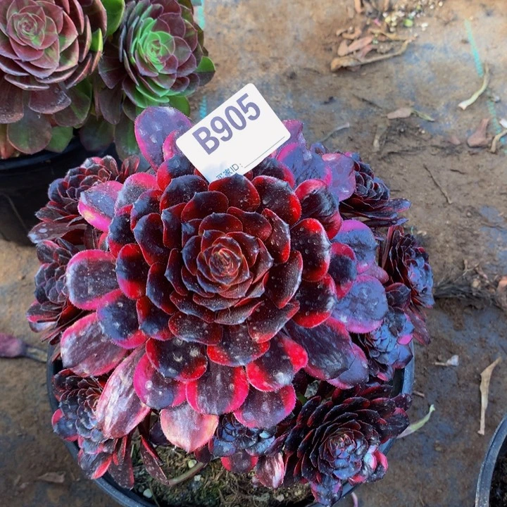 全部花朵905赤兔