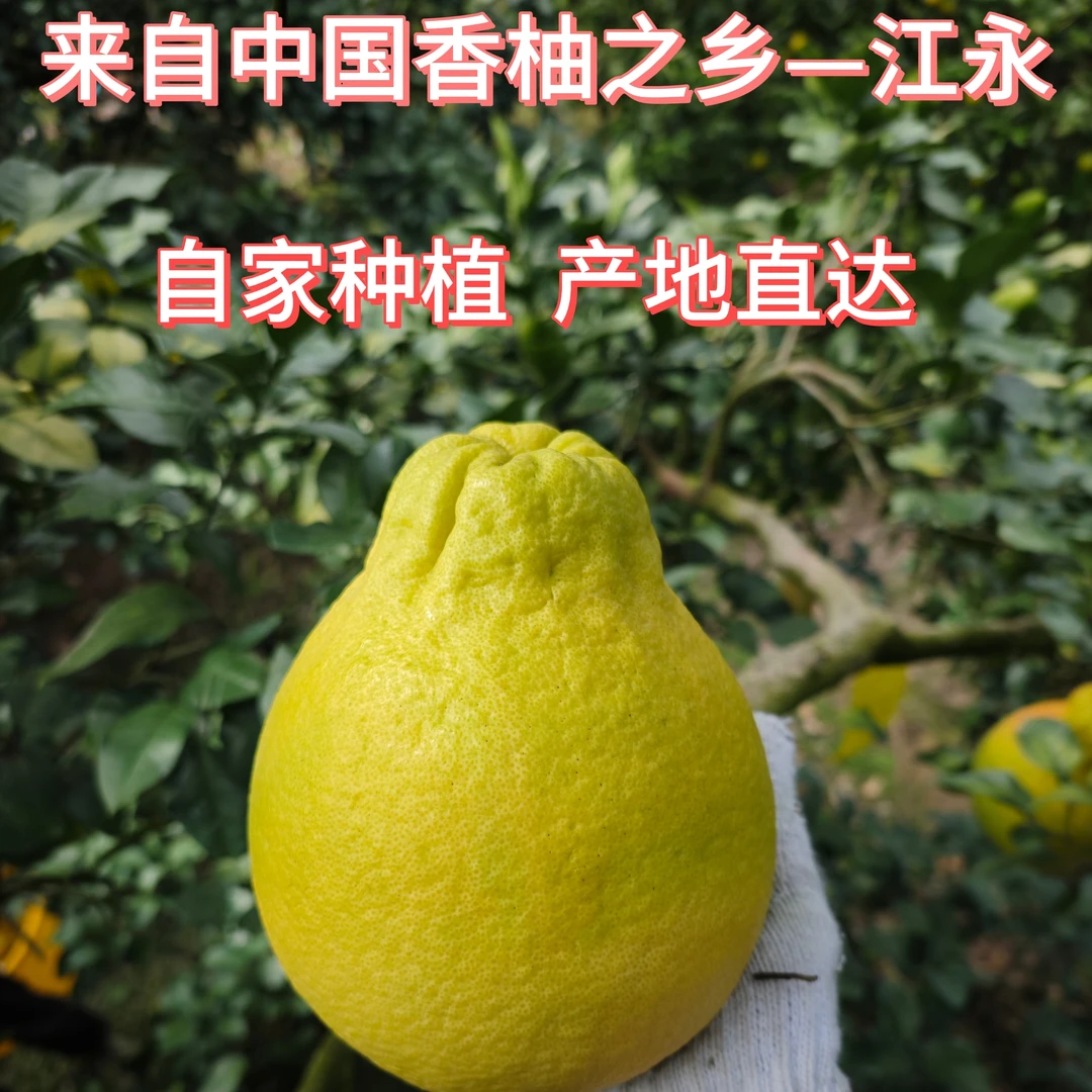 江永精选50年老树白心香柚30斤新鲜应季水果