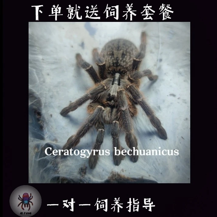 斜角巴布 宠物蜘蛛 银角大王 新手性价比