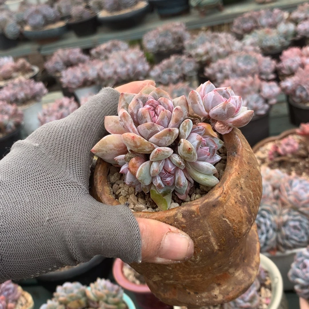 无花朵花花花花花花花花