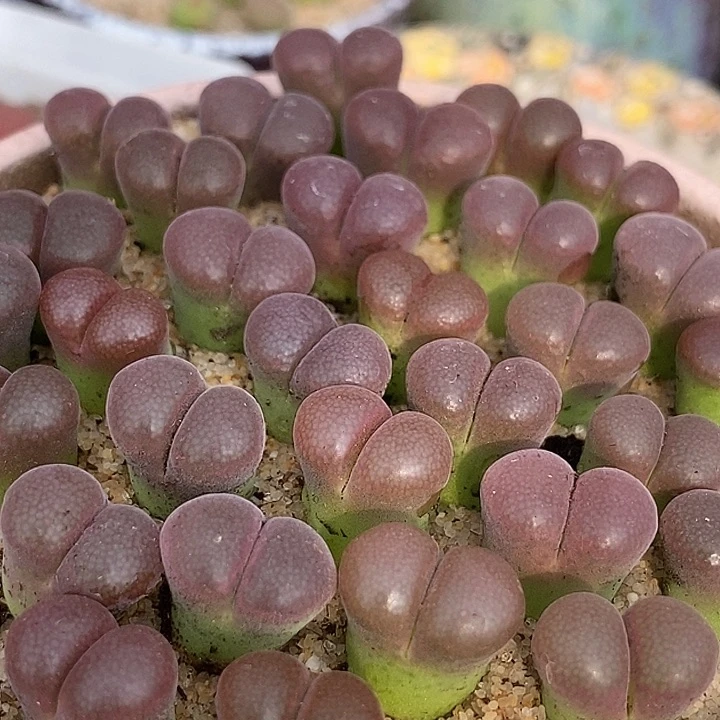 27518风铃c10杂温莎风铃一颗