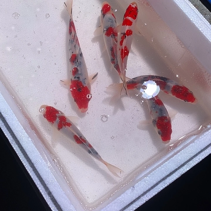 毙***温锦鲤锦鲤活鱼开箱包活