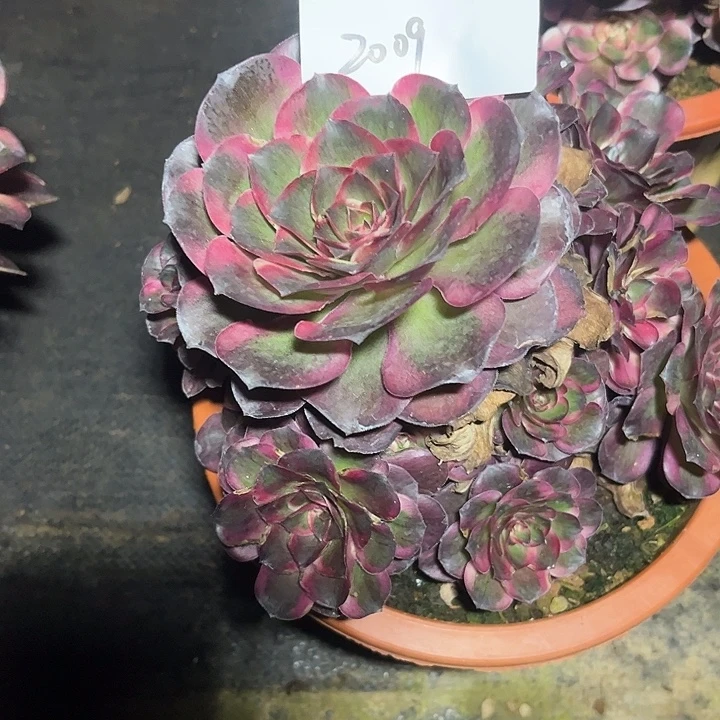 魅锦多肉植物保护2009