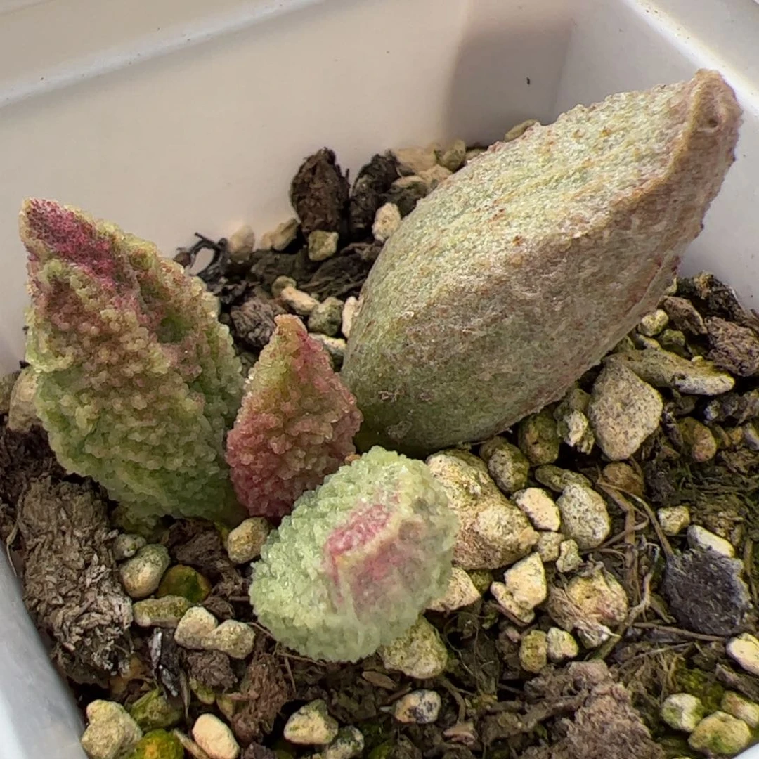 实生新品整颗多肉植物