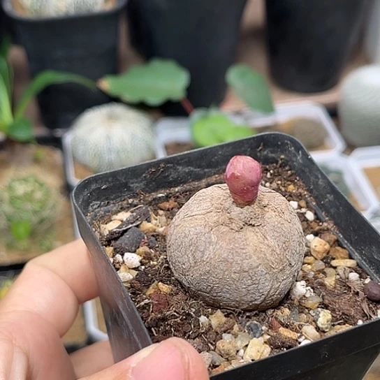 无花朵玫瑰大戟实生3.5cm
