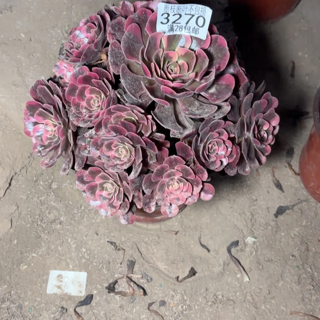 R. 3270爱神处理多肉，ce
