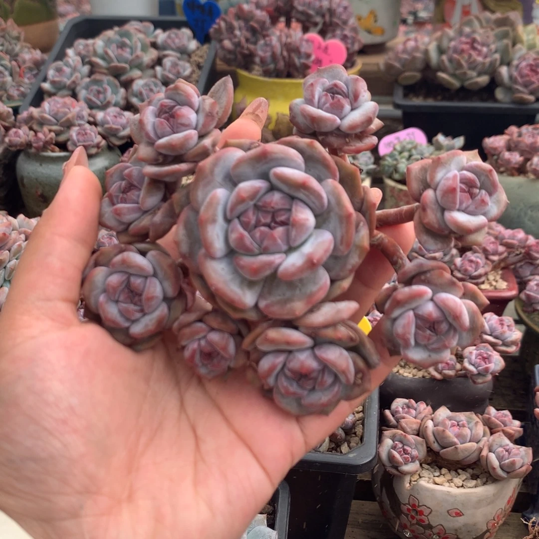 无砍石榴籽星影哈哈哈哈