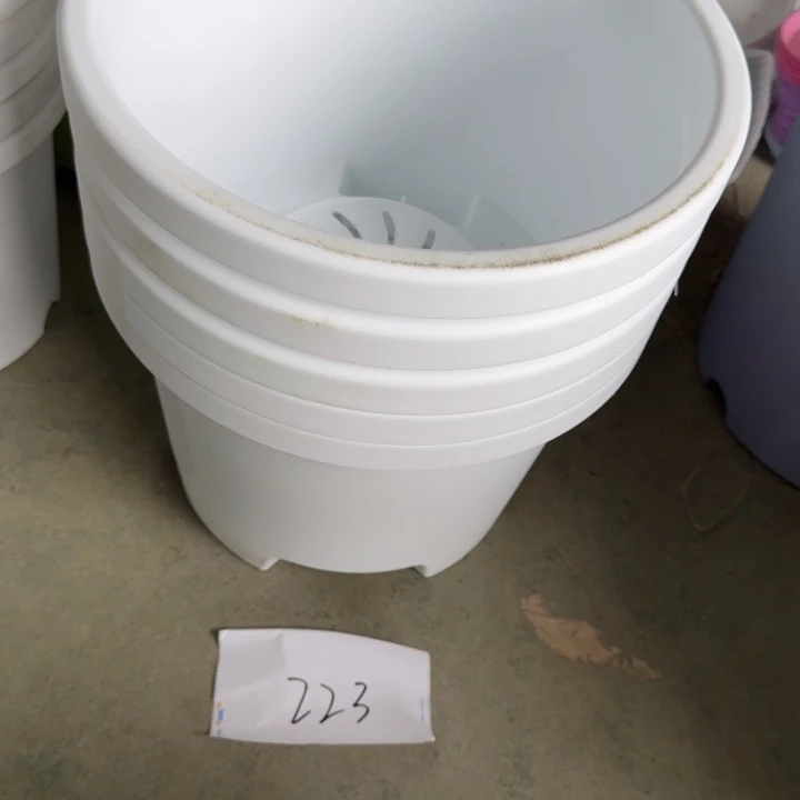 编号223瑕疵5个无托球根