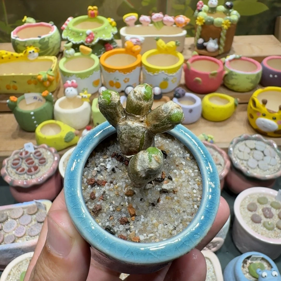蘑菇1094兔耳朵碧光环
